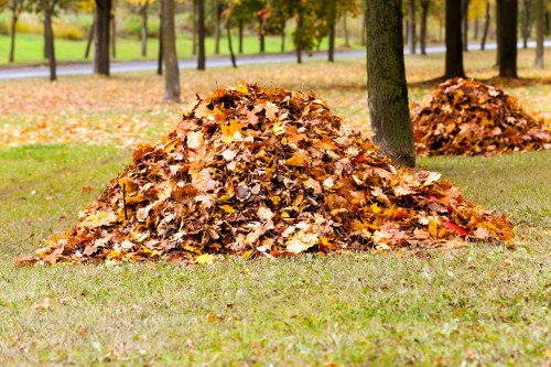 leave-piles-in-a-yard_reduced_2.jpg