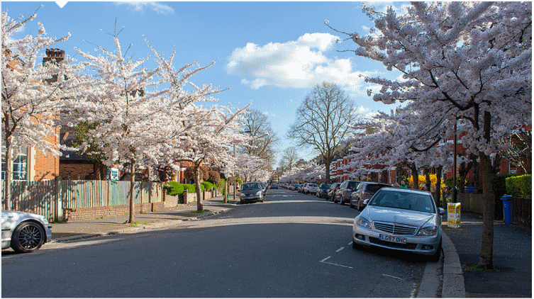 tree_lined_avenue_from_website_The_Street_Tree2.png